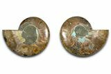 Cut & Polished Ammonite Fossil - Madagascar #379119-1